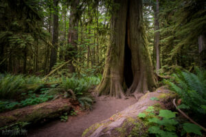 hollow cedar tree