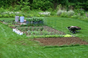 backyard garden